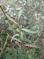 Centaurea jacea subsp. substituta (Czer.) A. D. Mikheev的圖片