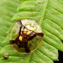 Imagem de Aspidimorpha (Aspidimorpha) aurata (Montrouzier 1855)