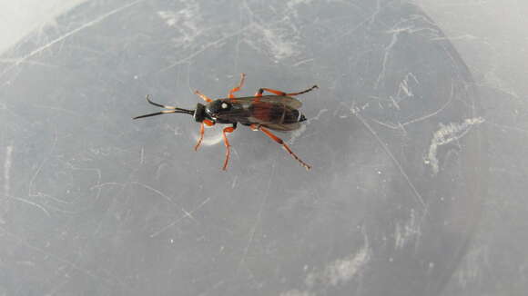 Image of Armyworm Parasitoid Wasp