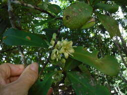 Brexia madagascariensis (Lamk.) Thouars ex Ker-Gawl. resmi