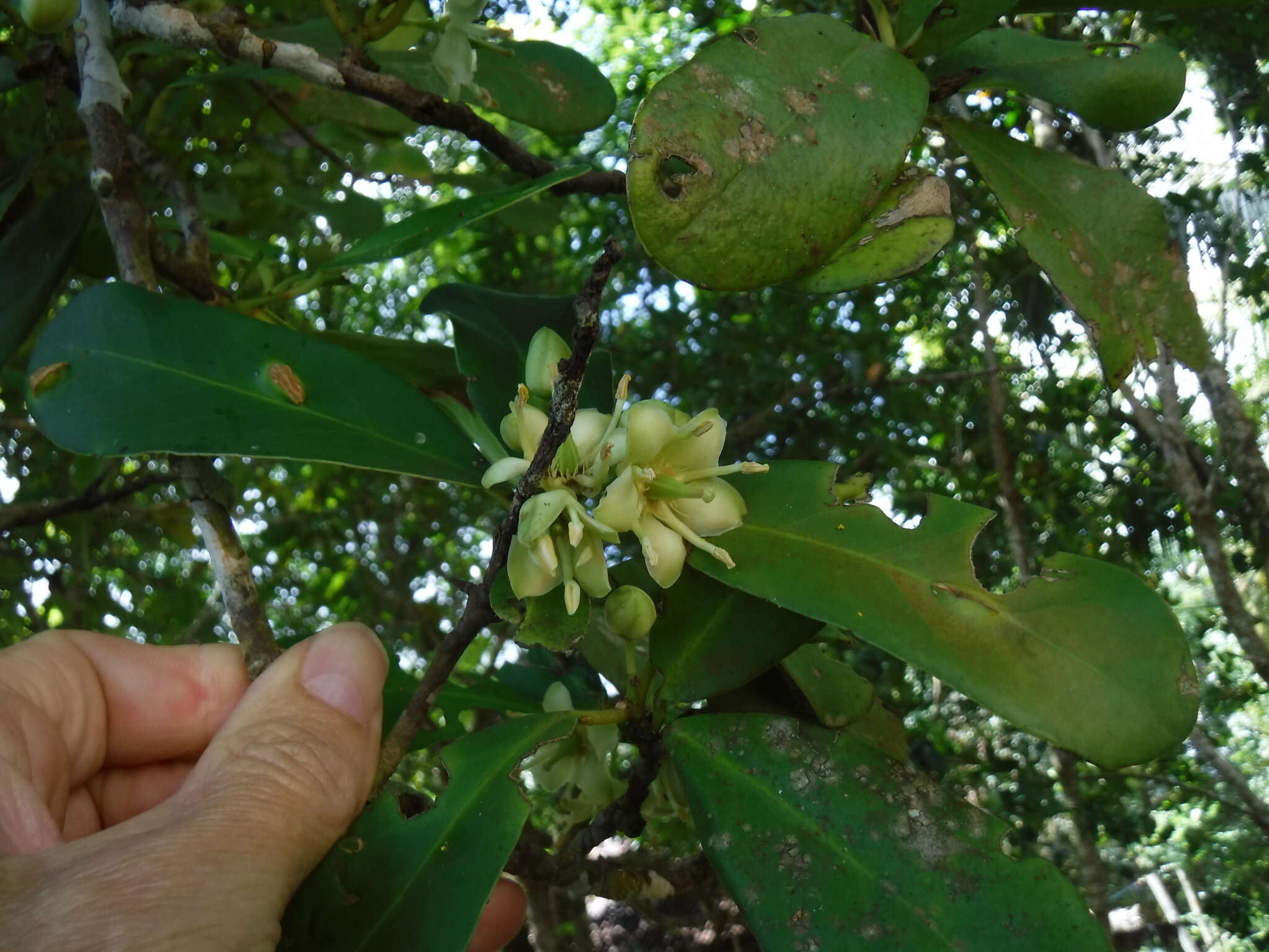 Brexia madagascariensis (Lamk.) Thouars ex Ker-Gawl. resmi