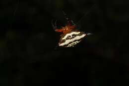 Image of Gasteracantha rhomboidea comorensis Strand 1916