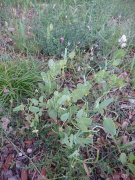 Слика од Coronilla scorpioides (L.) Koch