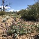 Image of Astragalus cimae var. cimae