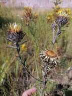 Image of Carlina biebersteinii subsp. brevibracteata (Andrae) K. Werner