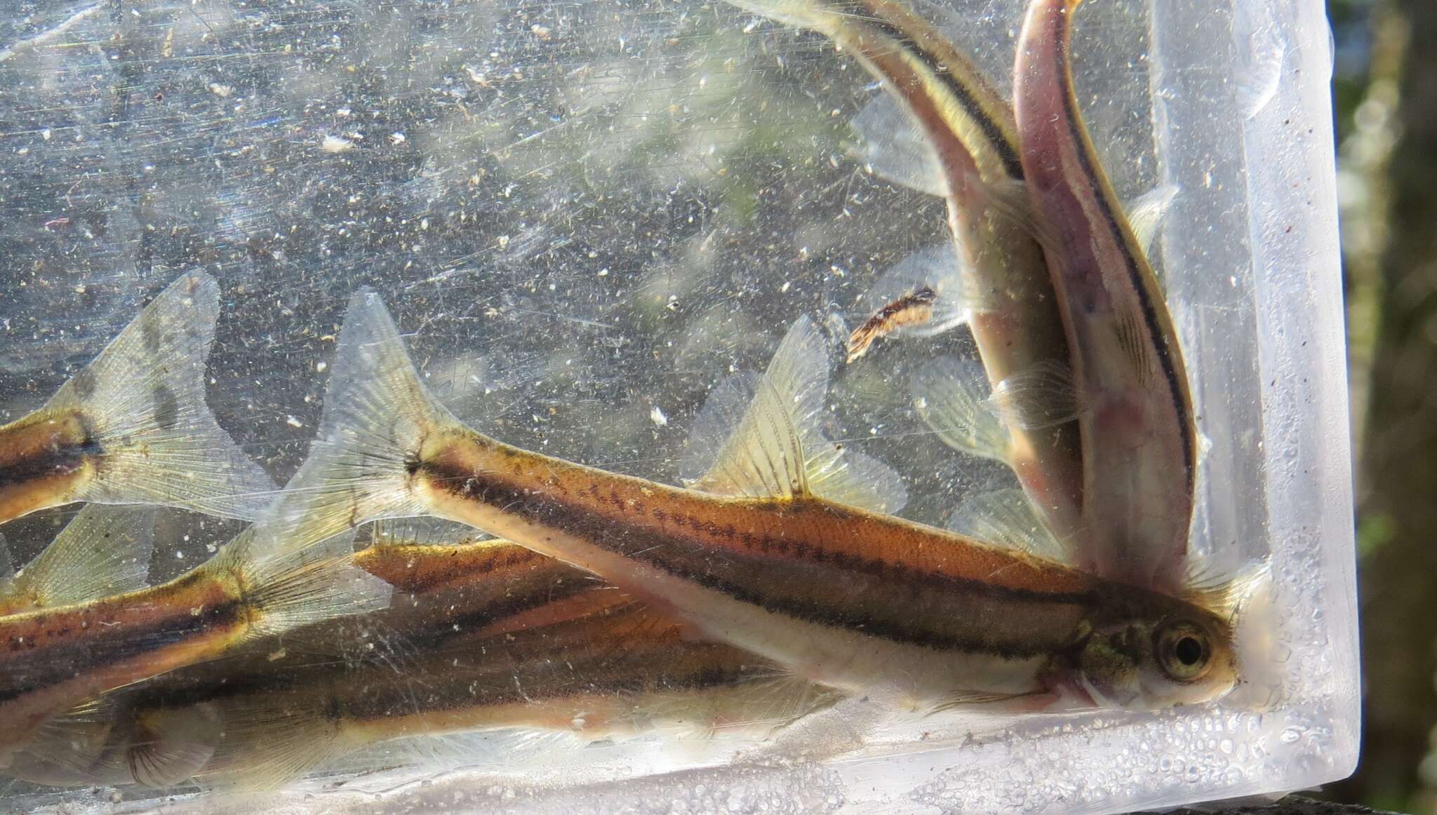 Image of Northern Redbelly Dace