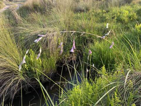 Image de Dierama mossii (N. E. Br.) Hilliard