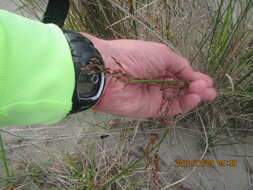 Image of Juncus kraussii Hochst.