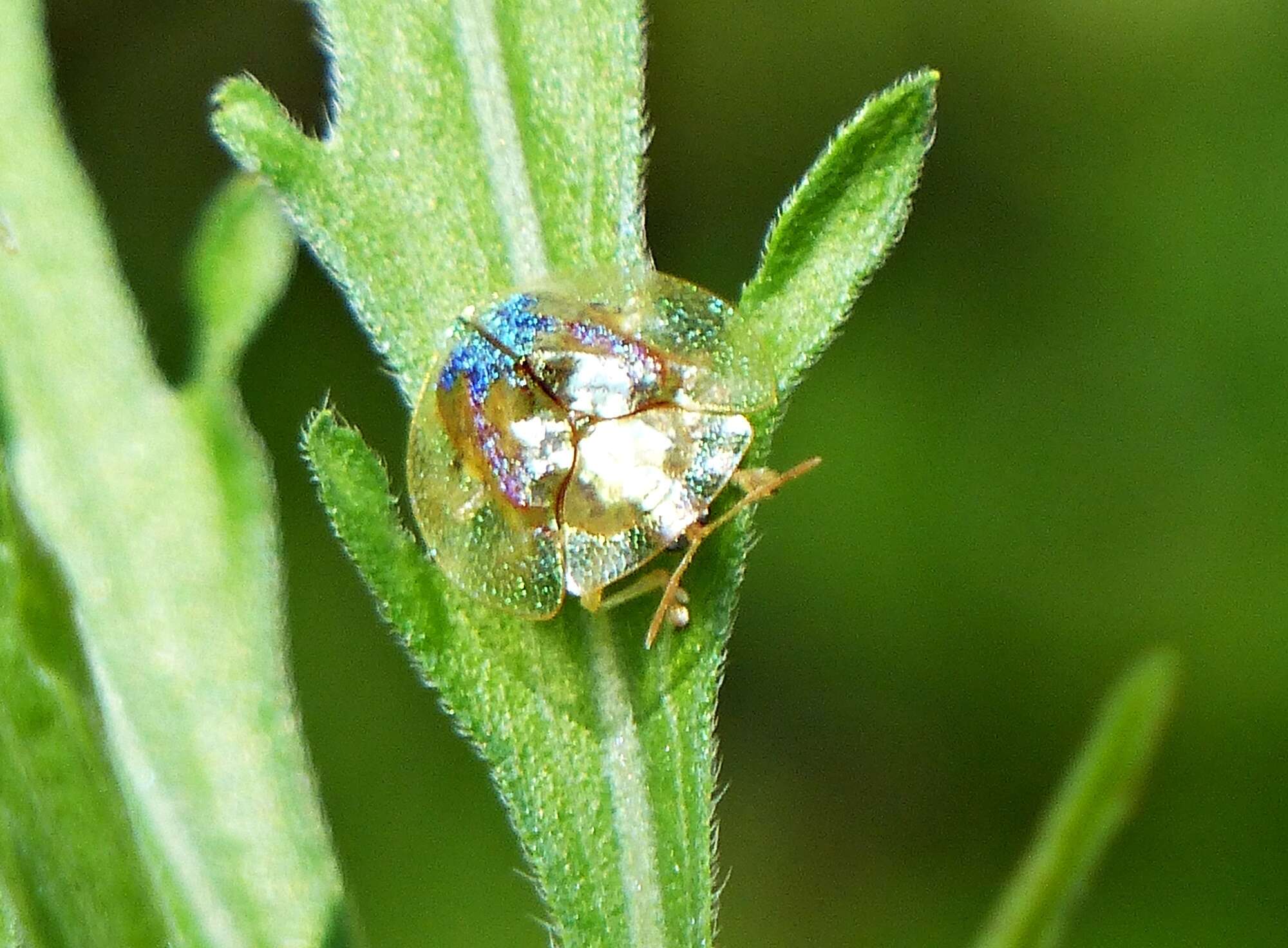 صورة Coptocycla (Psalidonota) contemta (Boheman 1855)