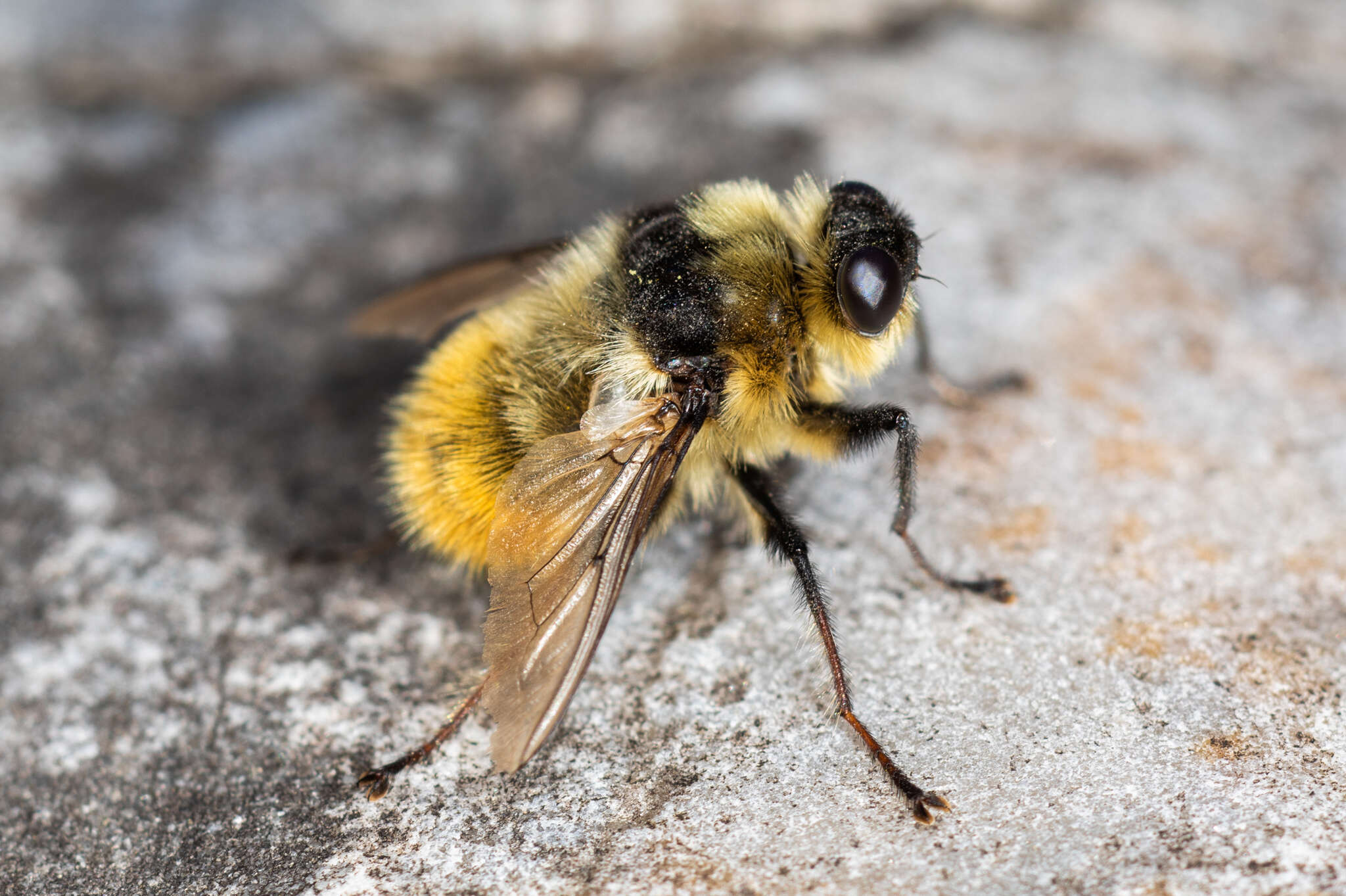 صورة Hypoderma tarandi (Linnaeus 1758)