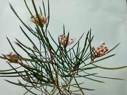 Image of Grevillea micrantha Meissn.