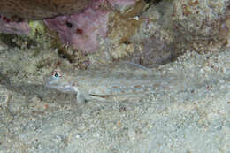 Image of Orangespotted goby