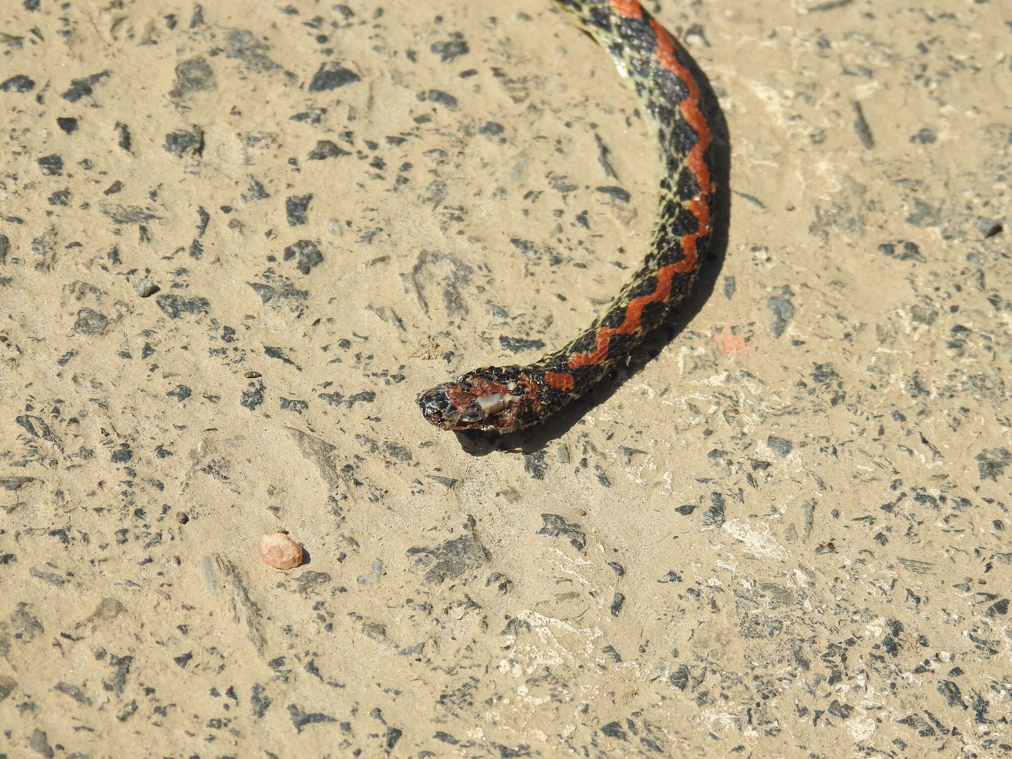 Image of Guanabara Spotted Night Snake