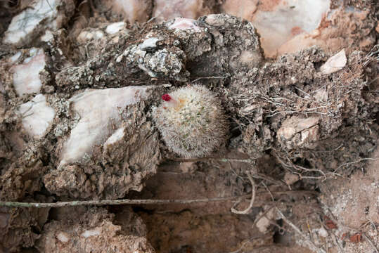 Parodia formosa F. Ritter resmi