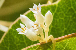 Image of Cuscuta ceanothii Behr