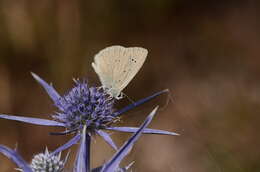 Sivun <i>Polyommatus dolus</i> kuva