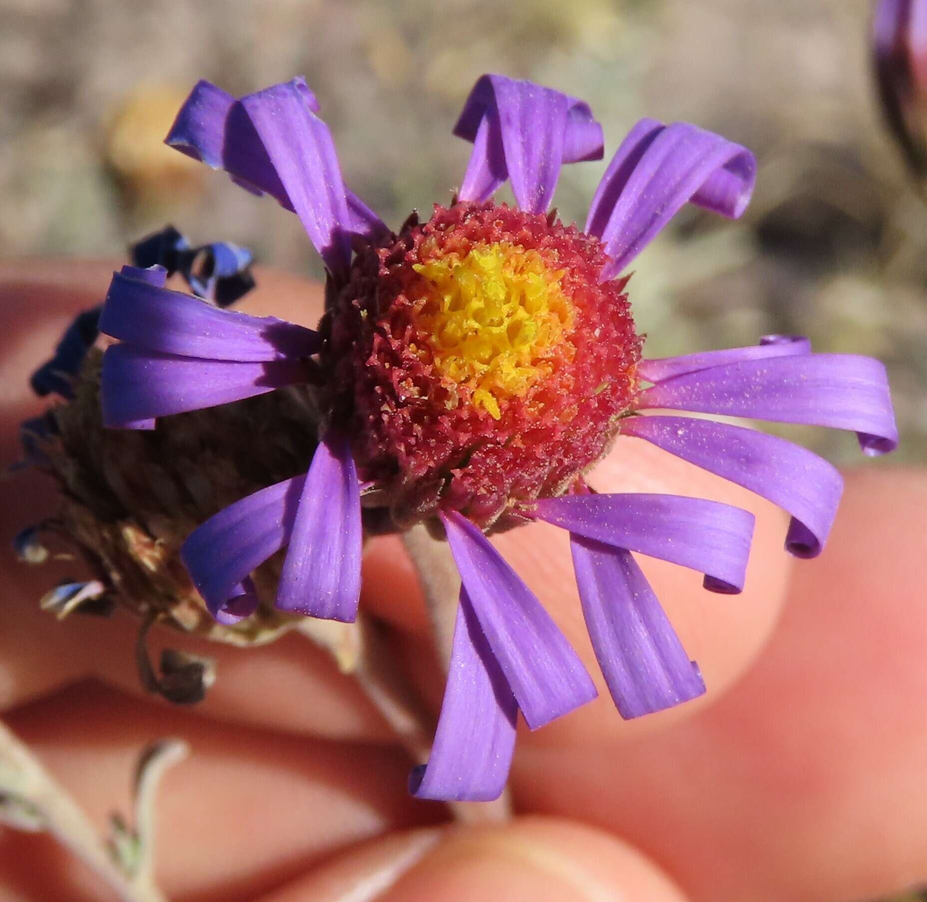 Image of Amellus tenuifolius Burm. fil.