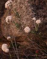 Image of Anaxeton asperum subsp. pauciflorum Lundgren