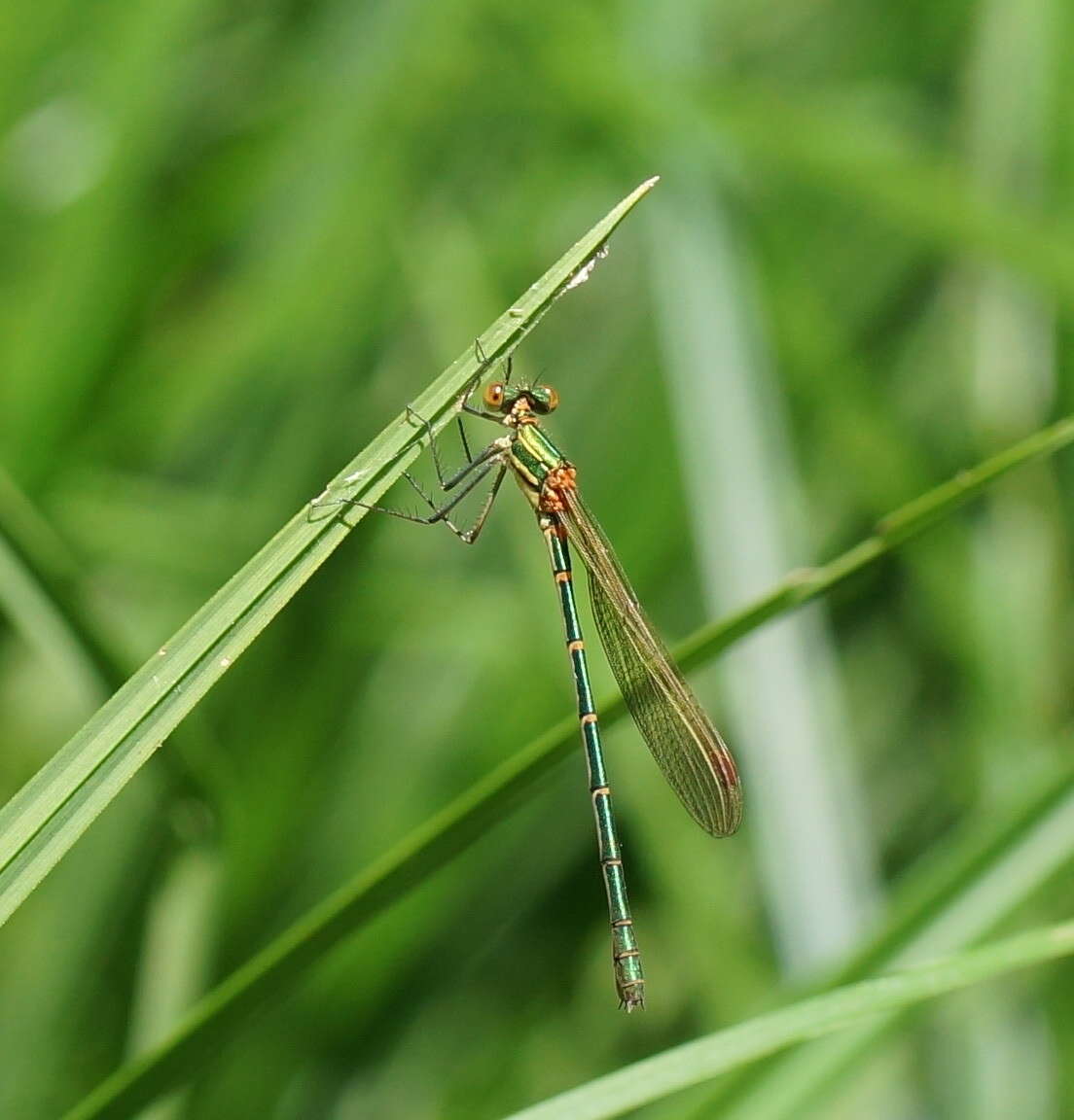 Image of Austrolestes cingulatus (Burmeister 1839)