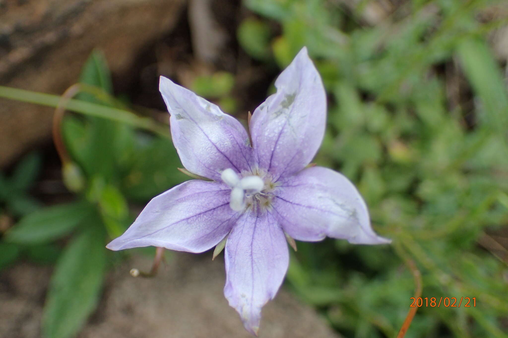 Image of Wahlenbergia cuspidata Brehmer