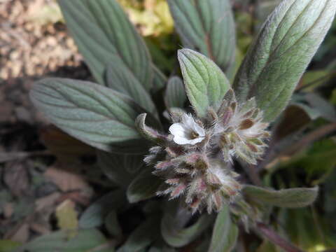 Image of Mt. Diablo phacelia