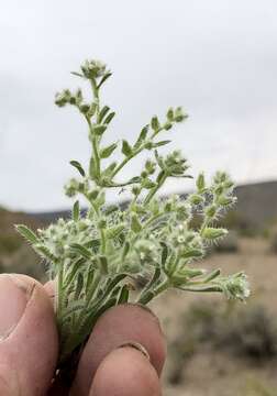 Plancia ëd Cryptantha crassisepala (Torr. & Gray) Greene