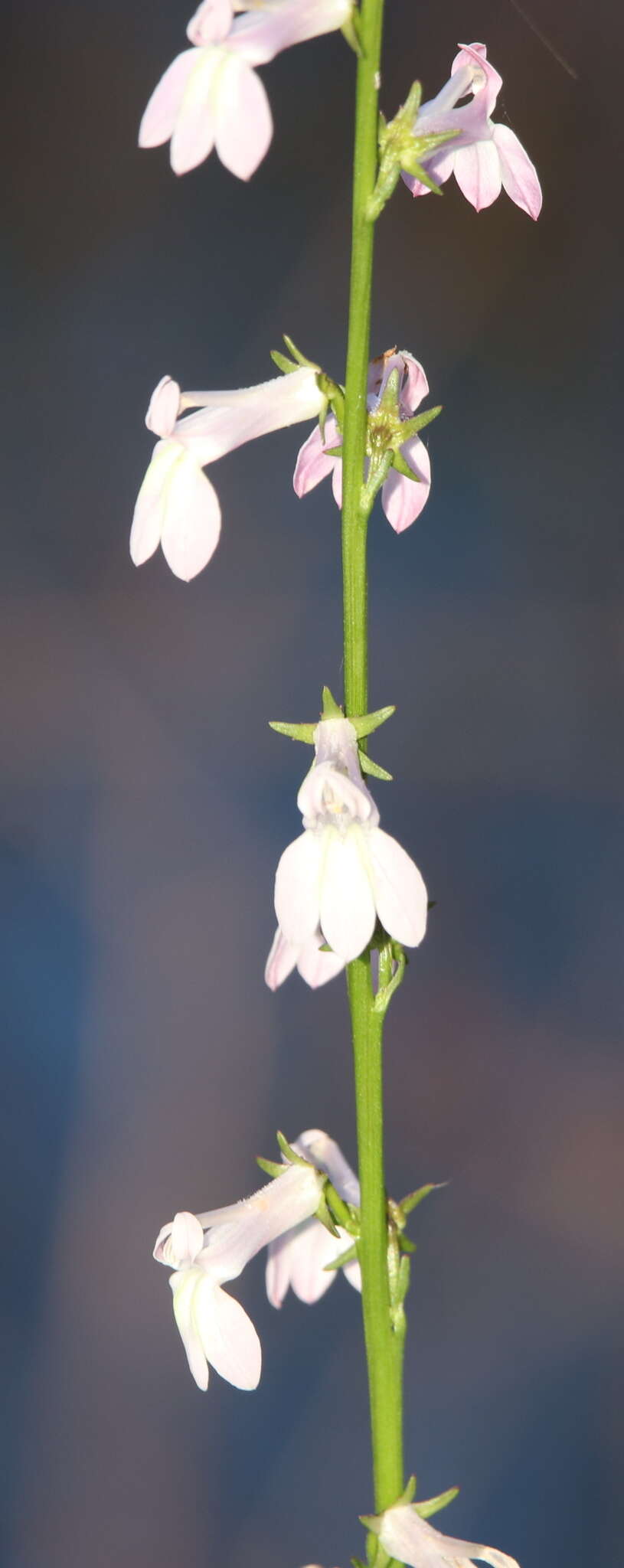 Sivun Lobelia floridana Chapm. kuva