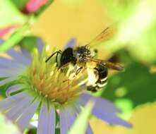 Image of Andrena robervalensis Mitchell 1960