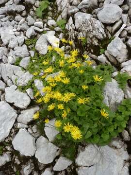 Imagem de Doronicum austriacum Jacq.