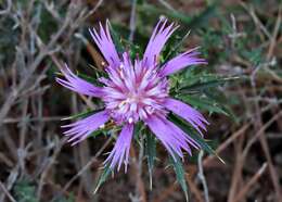 Image of Atractylis humilis L.