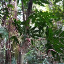 Imagem de Sarcotoechia serrata S. T. Reynolds