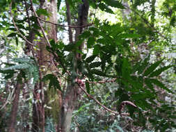 Imagem de Sarcotoechia serrata S. T. Reynolds