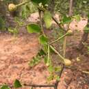 Image de Capparis thorelii Gagnep.