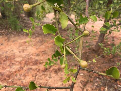 Image of Capparis thorelii Gagnep.