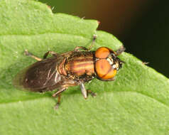 Image of Orthonevra pulchella (Williston 1887)