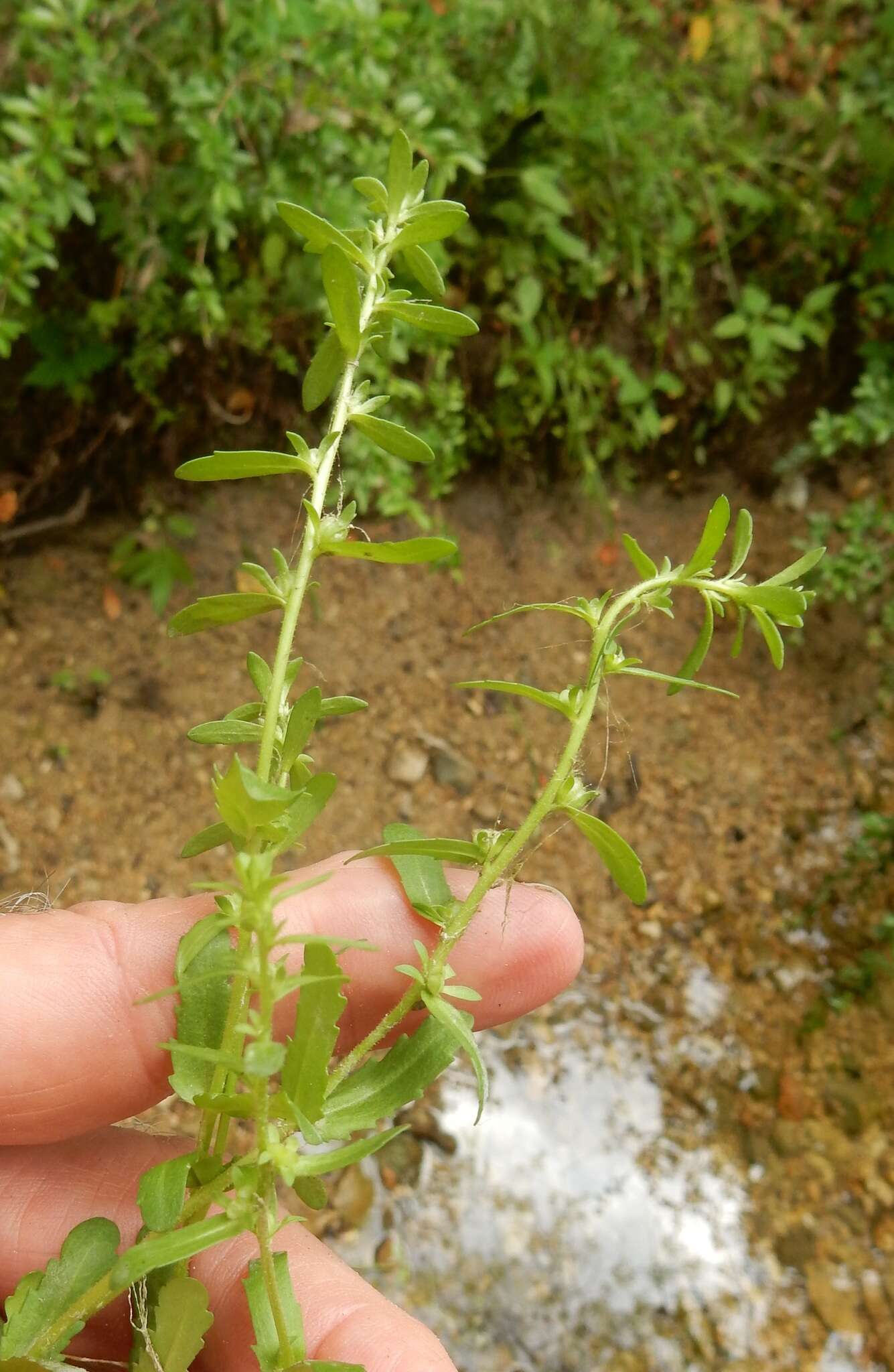 Image of hairy purslane speedwell