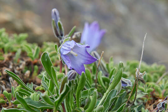 Image de Campanula tridentata subsp. biebersteiniana (Schult.) Ogan.