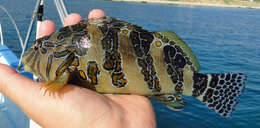 Image of Giant Hawkfish