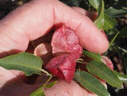 Image of Dodonaea petiolaris F. Müll.