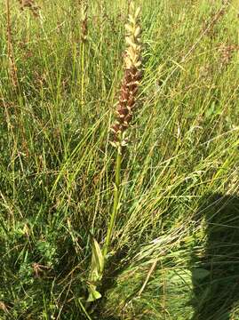 Image of Western Marsh-orchid