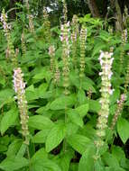 Image of Stachys iltisii J. B. Nelson