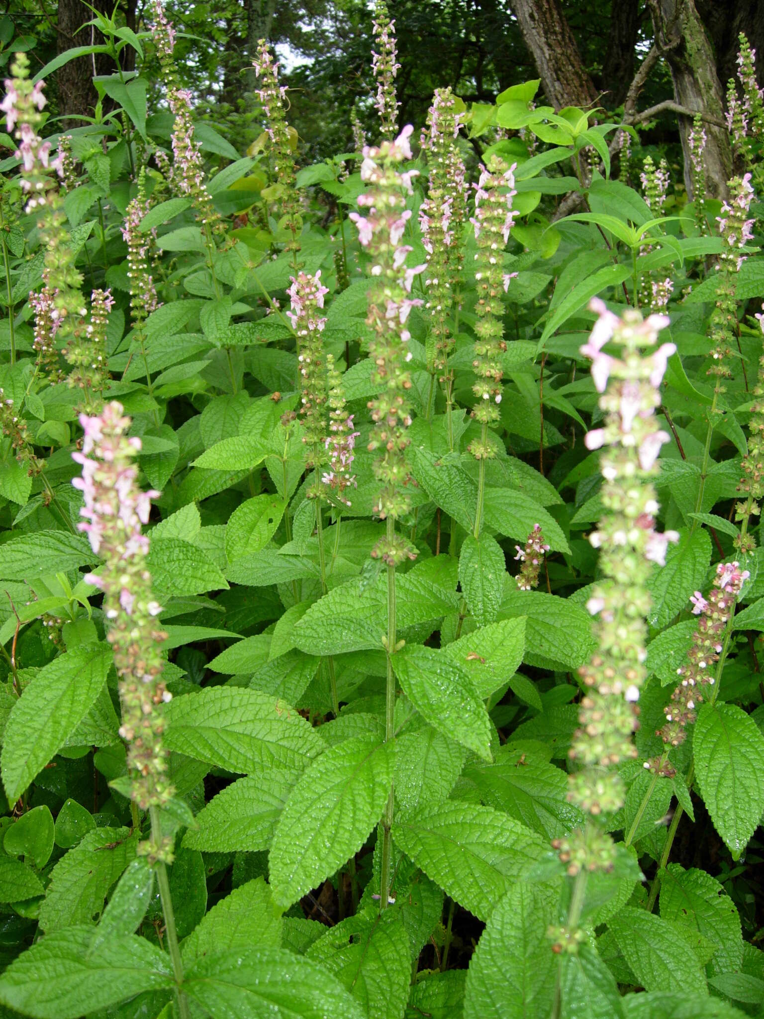 Image of Stachys iltisii J. B. Nelson