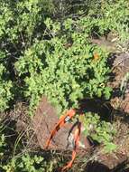 Image of Pine Hill flannelbush