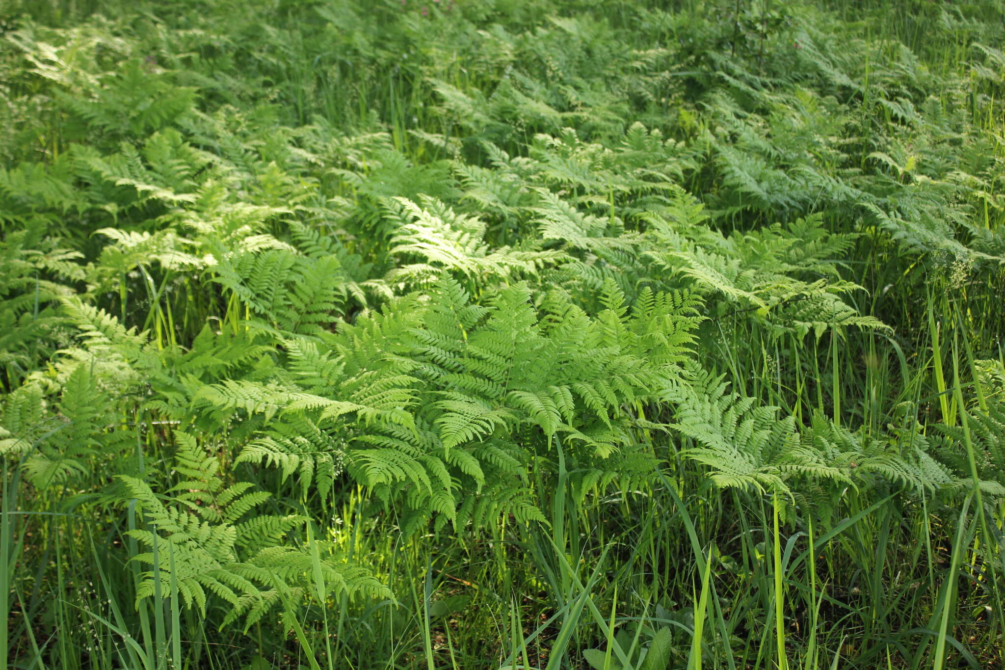 Image of Pteridium latiusculum subsp. pinetorum (C. N. Page & R. R. Mill) Fraser-Jenkins