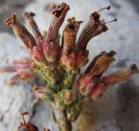 Image of Erica strigilifolia var. strigilifolia