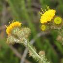 Plancia ëd Berkheya carduoides (Less.) Hutch.