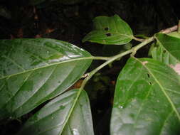 Image of Calatola costaricensis Standl.