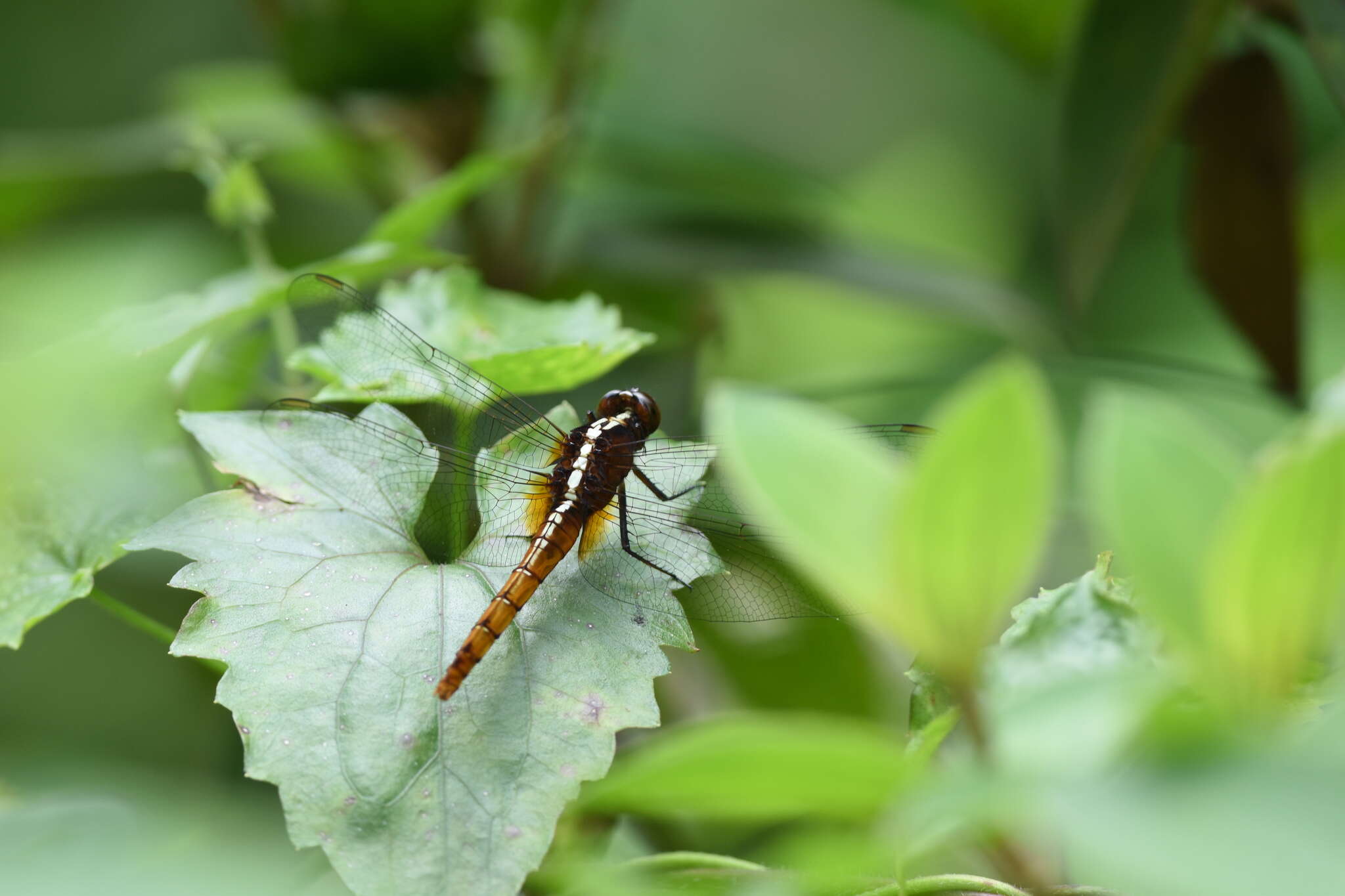 Imagem de Rhodothemis rufa (Rambur 1842)