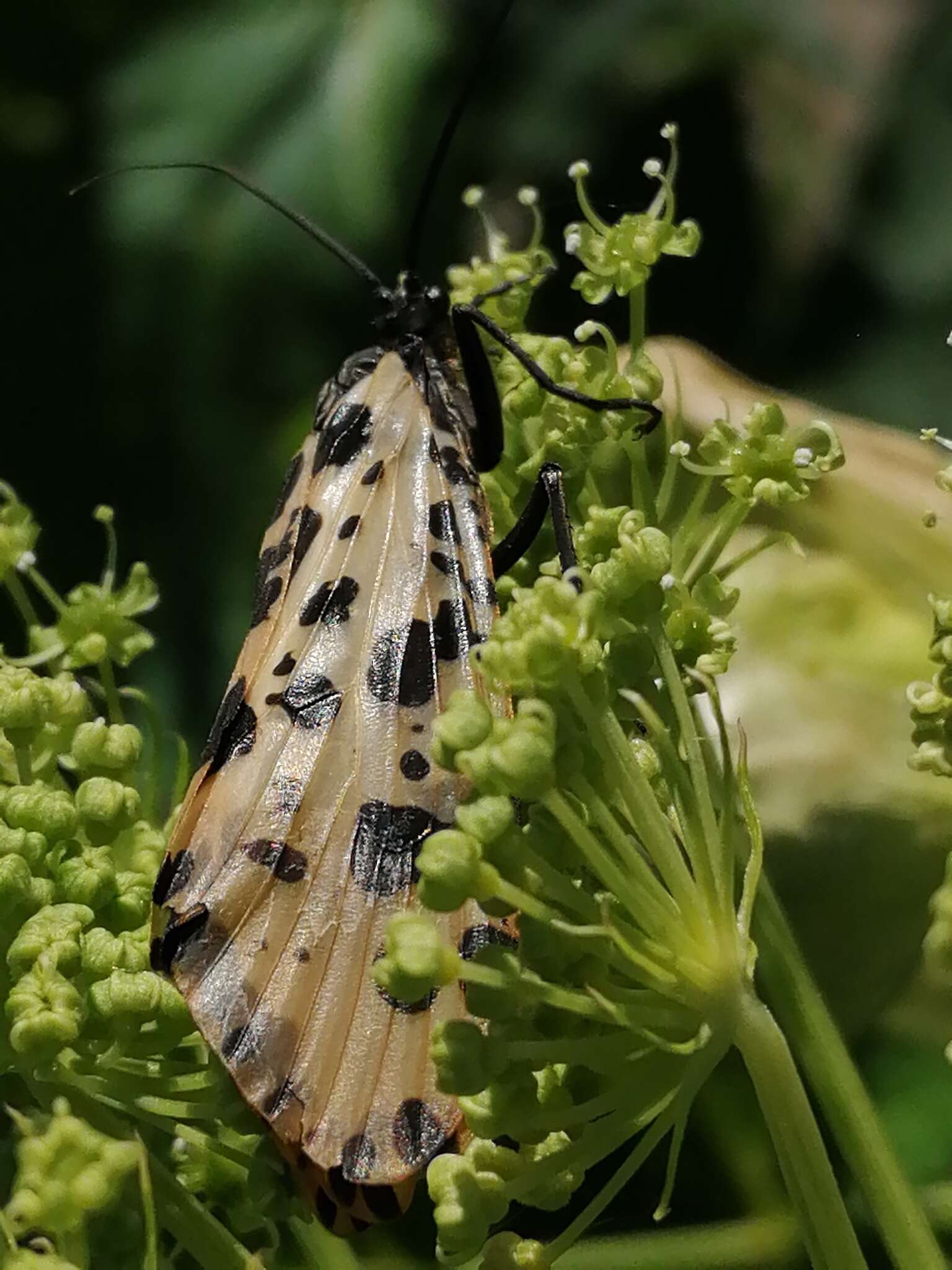 Image of Semblis phalaenoides (Linnaeus 1758)