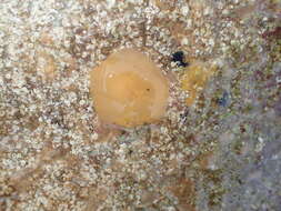 Image of yellow-plumed sea slug